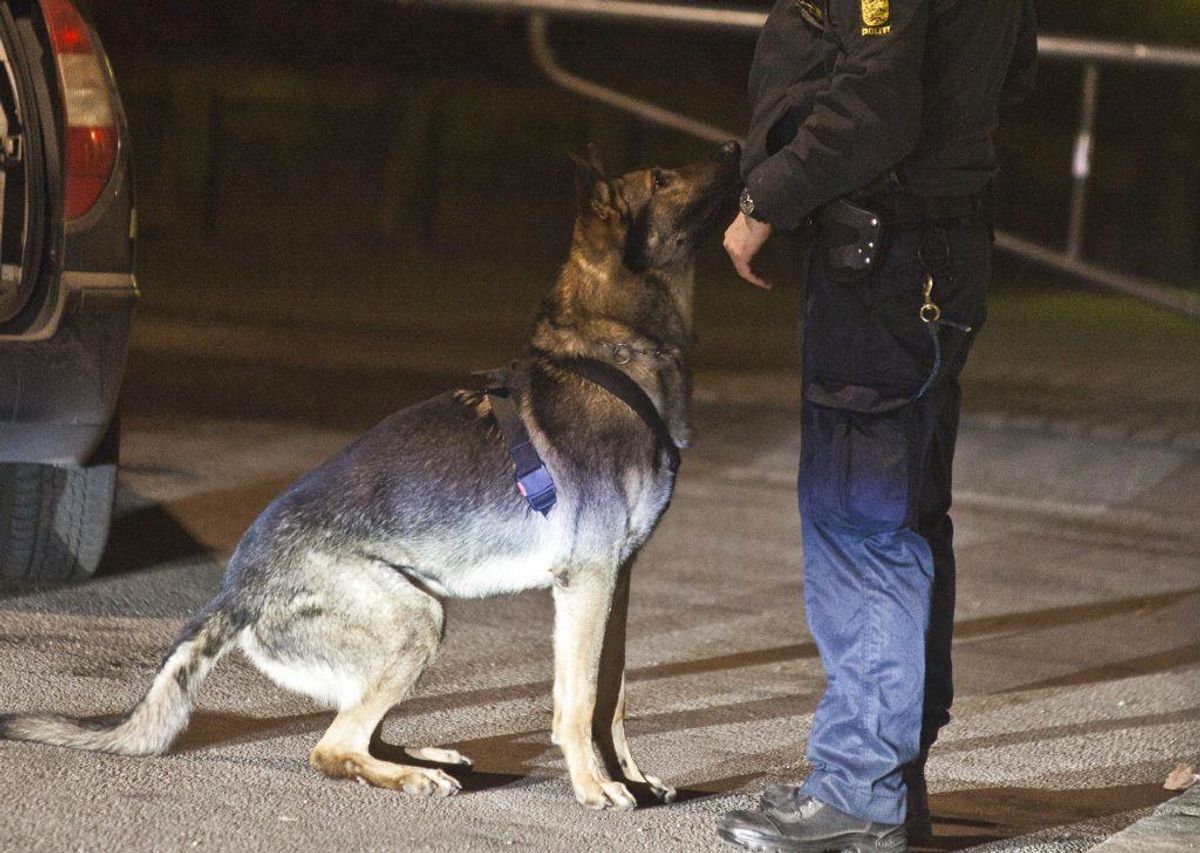 Lederen af Rigspolitiets hundetjeneste har en række gode råd til, hvordan du bedst opdrager din hund. KLIK og se hvilke. Arkivfoto: Martin Sylvest Andersen/Scanpix.