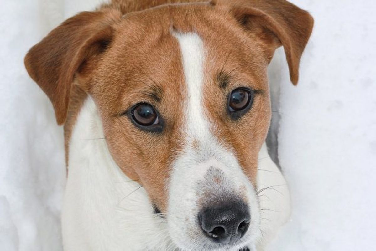 Din hund kan ikke med ord sige, hvis den har det dårligt. Men den kan prøve at fortælle det på andre måder, fortæller to dyrlæger. (Arkivfoto) Foto: Colourbox/Free