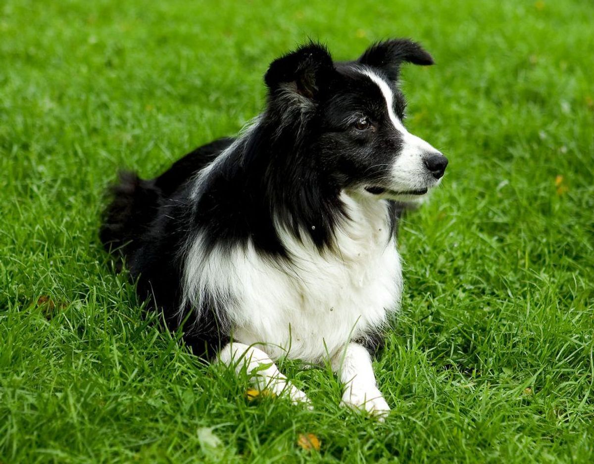 En border collie bliver mellem 10 og 12 år gammel. Foto: Scanpix.