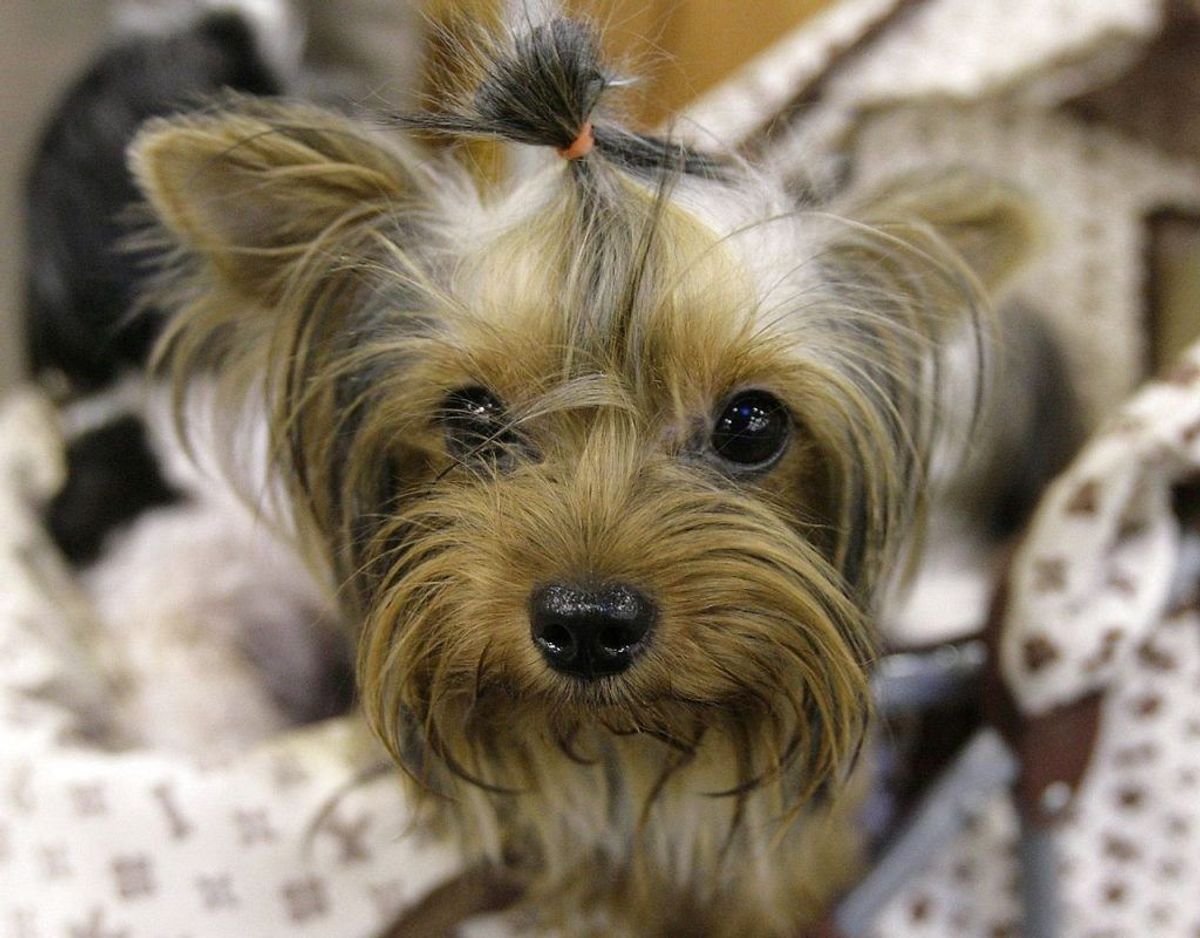 En yorkshireterrier bliver op til 15 år gammel. Foto: Scanpix/Tim Chong