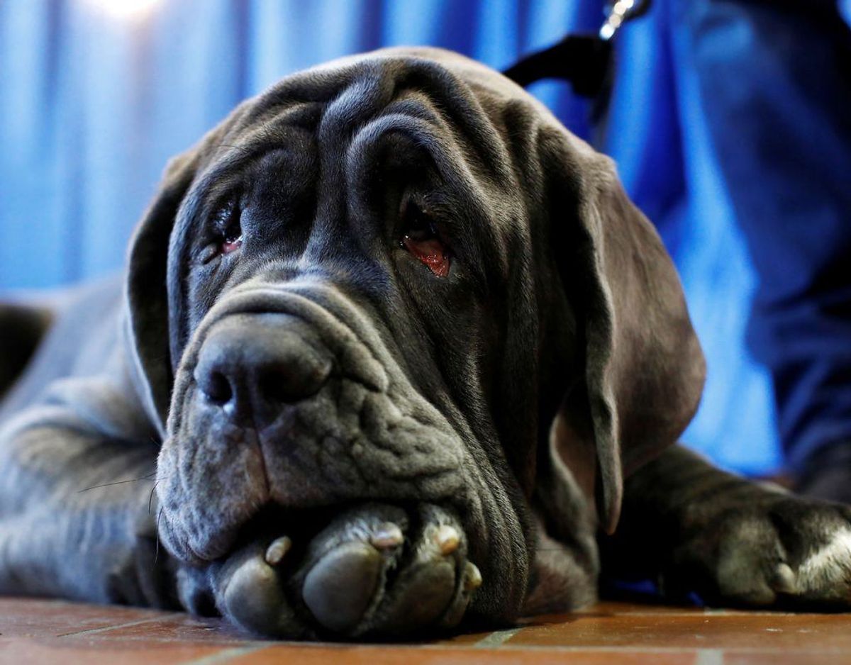 En mastiff bliver mellem otte og 10 år gammel. Foto: Scanpix/Andrew Kelly