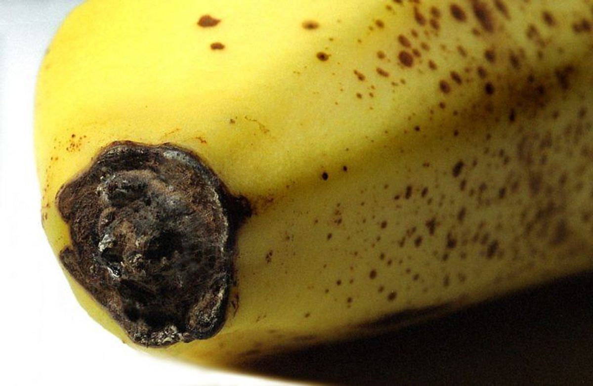 Hvis du spiser mange bananer, så forbliver du også i væskebalance. Foto: Scanpix