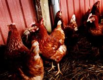 Fugleinfluenza: 7.000 høns skal aflives