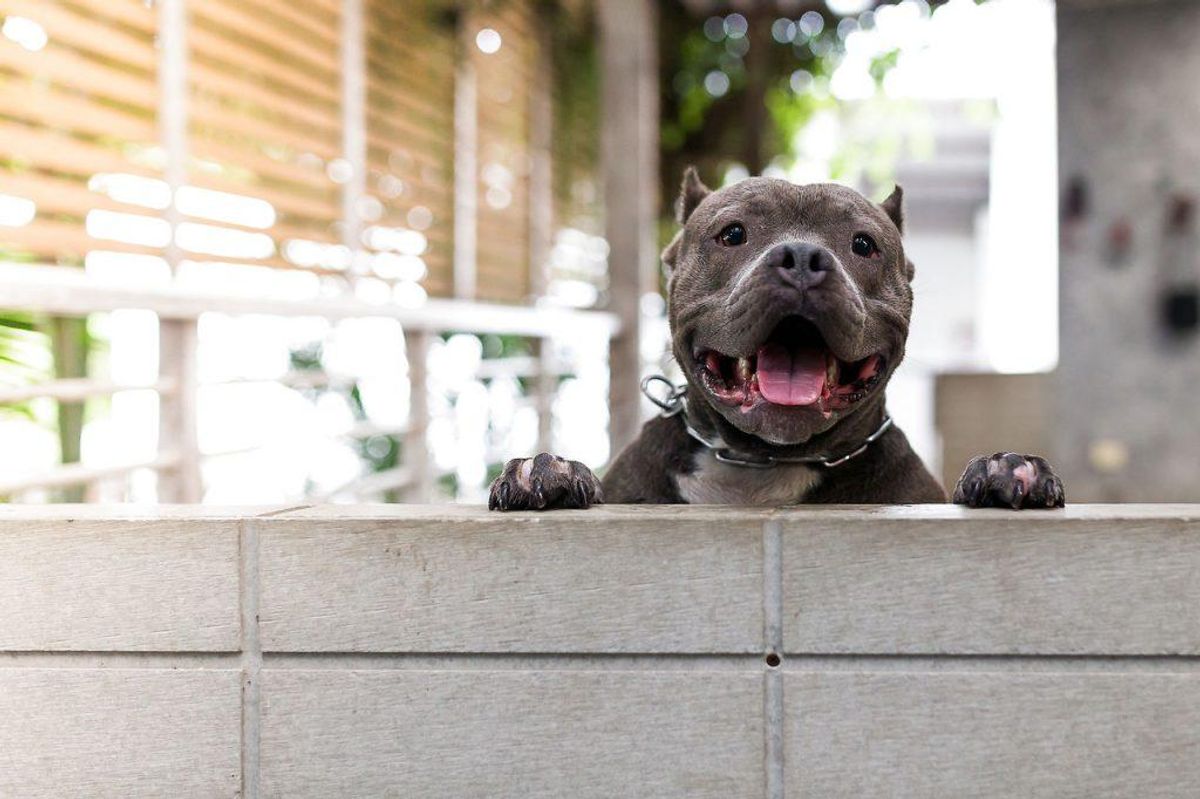 En pit bull ved navn Tommie er død. Genrefoto: Scanpix