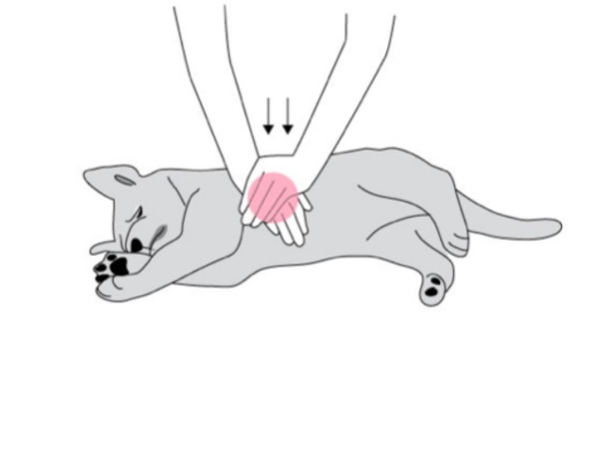 Her skal du give hunden hjertemassage. Grafik: Agira Dyreforsikring.