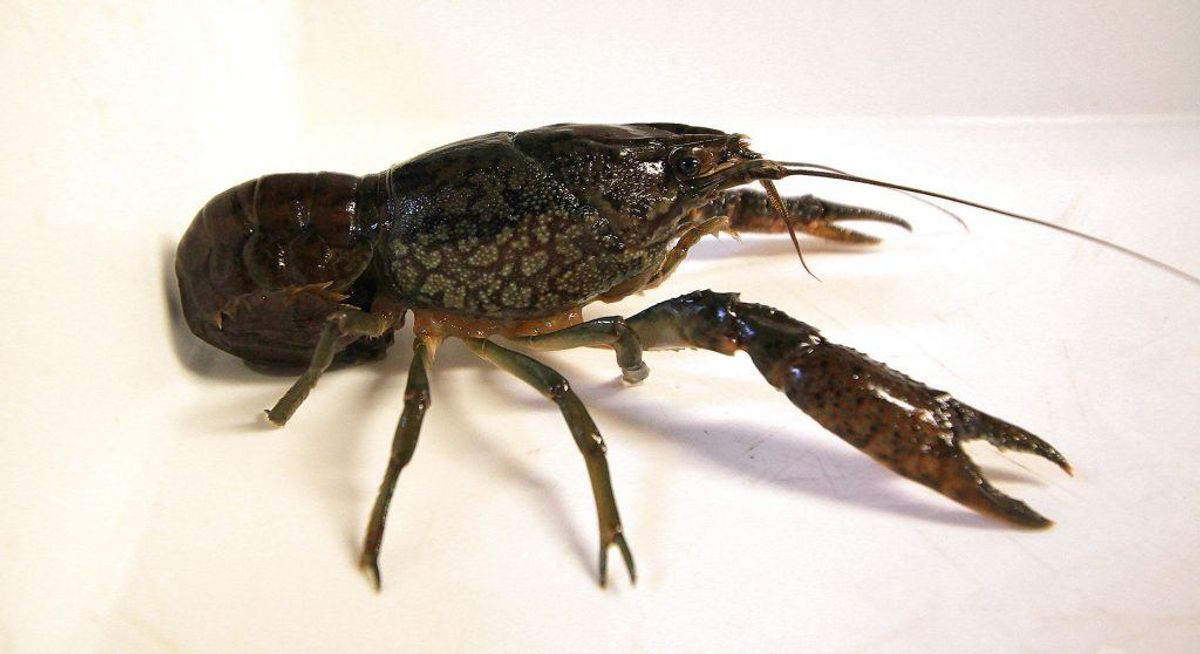 En selvbefrugtende og invasiv marmorkrebs er for første gang fundet i Danmark. KLIK VIDERE OG SE ALLE DE INVASIVE ARTER. Foto: Scanpix