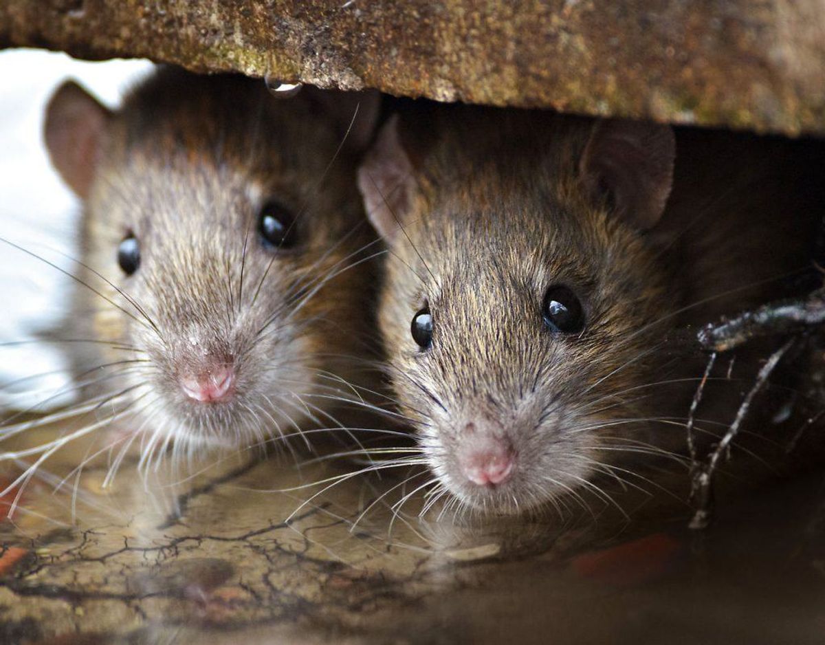 Rotter eller mus .. Foto: Scanpix