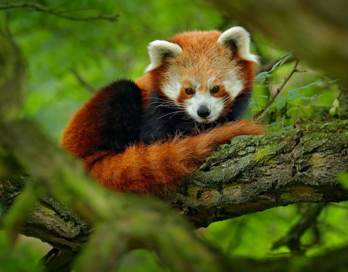 Rød panda forsvandt fra zoo i uvejr • Newsbreak.dk