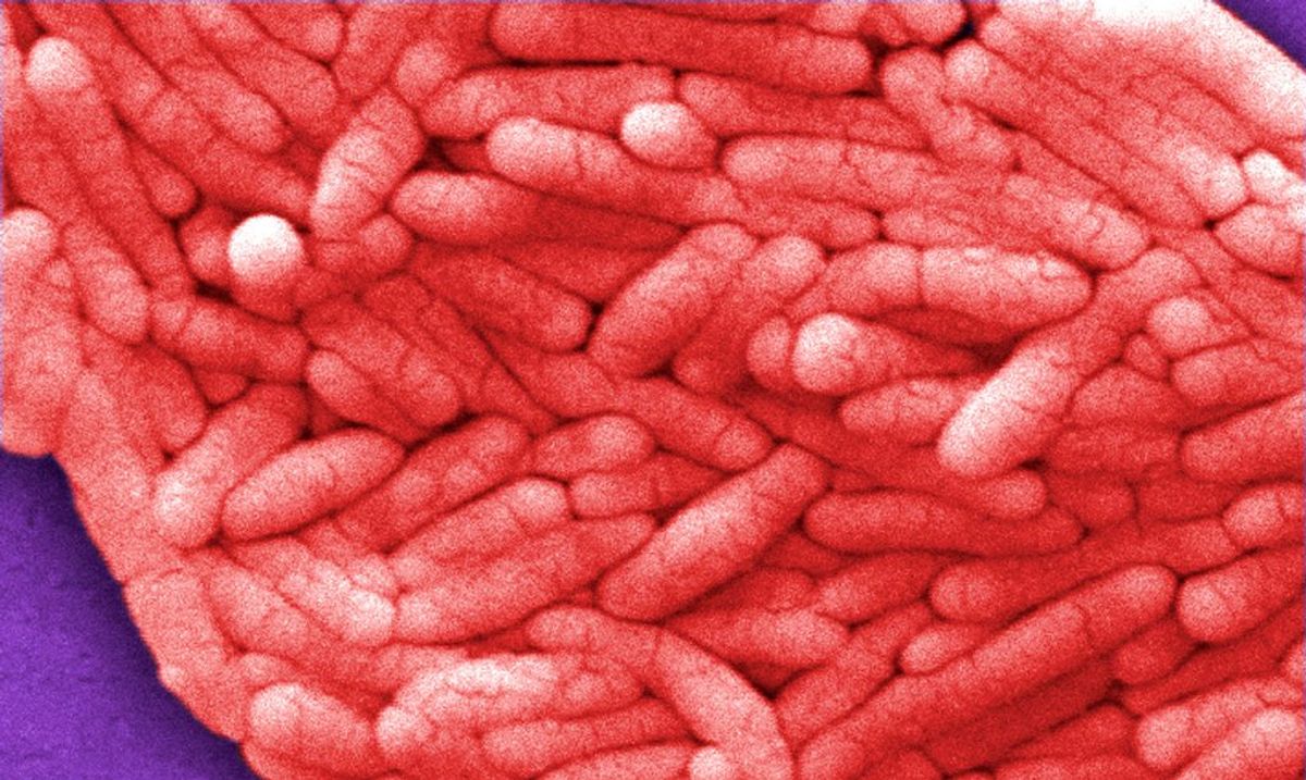 Smittekilden er endnu ikke lokaliseret i det store udbrud, men man mener, det i denne omgang skyldes svinekød. KLIK VIDERE OG SE I GALLERIET, HVILKE FØDEVARER, DER TYPISK KAN BÆRE SALMONELLA. (Foto: Scanpix)