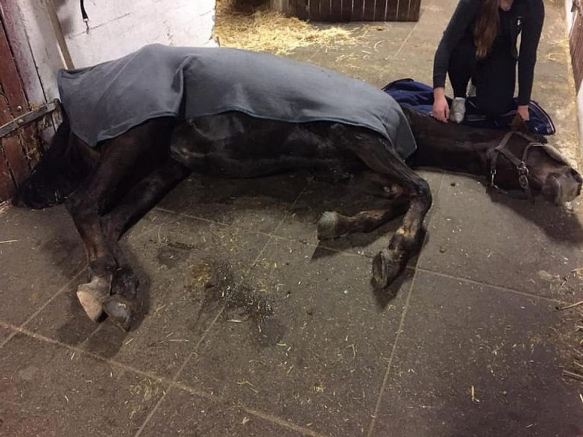 Hesten Pixie efter den kollapsede i stalden. Foto: Caroline Vinther Brandstrup. KLIK VIDERE OG SE ET BILLEDE MERE AF PIXIE OG CAROLINE VINTHER BRANDSTRUP