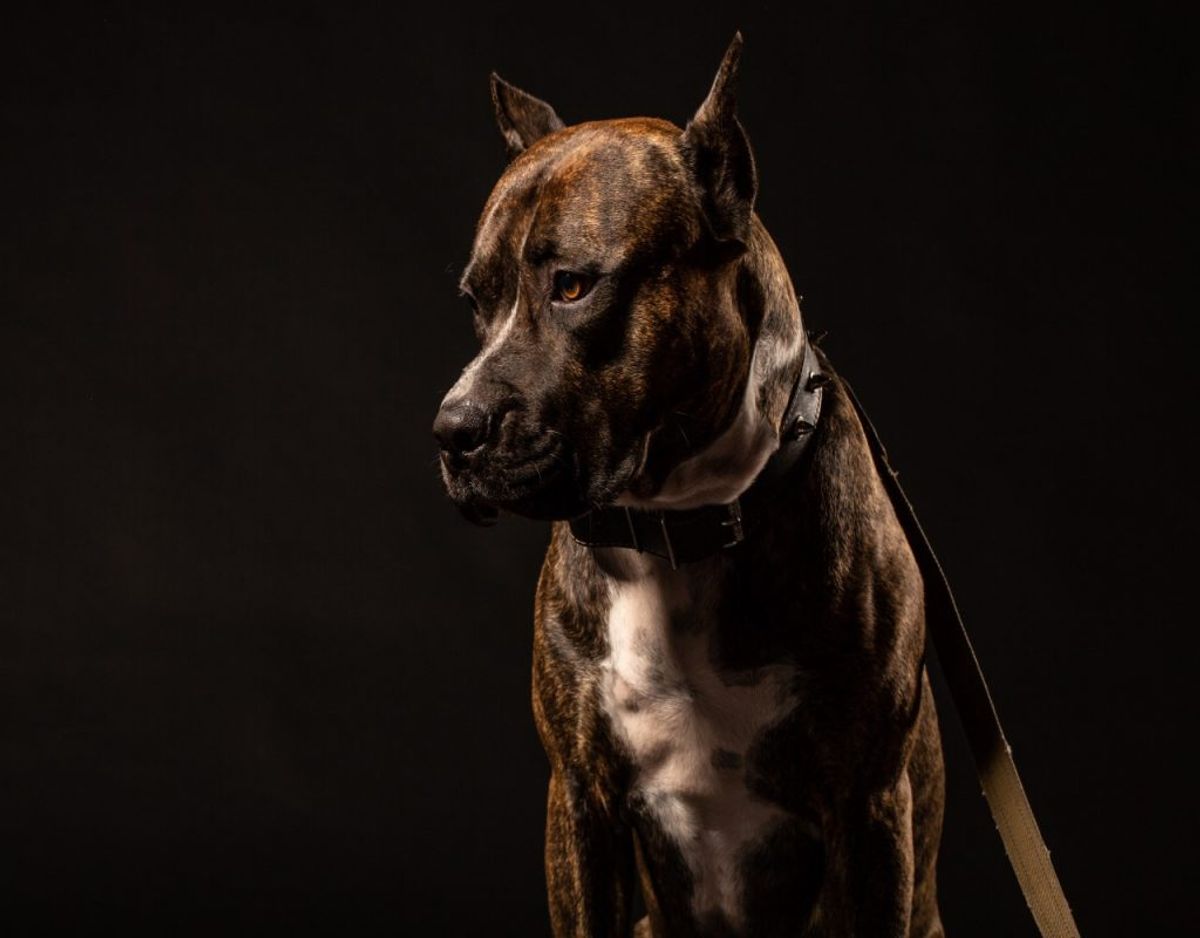 På billedet ses en Staffordshire Bull Terrier. Det er endnu uvist, om det er den race eller en Amerikansk Staffordshire Terrier. Foto: Colourbox