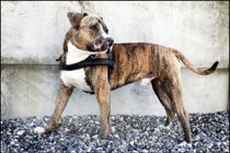 Ældre kvinde og hund på tur overfaldet af muskelhunde