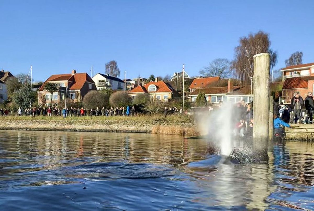 En 8-10 meter lang hval er ligger i Hobro Havn i Mariager Fjord tirsdag den 27. november 2018. Se billeder af hvalen her.. (Foto: Annelene Petersen/Ritzau Scanpix)