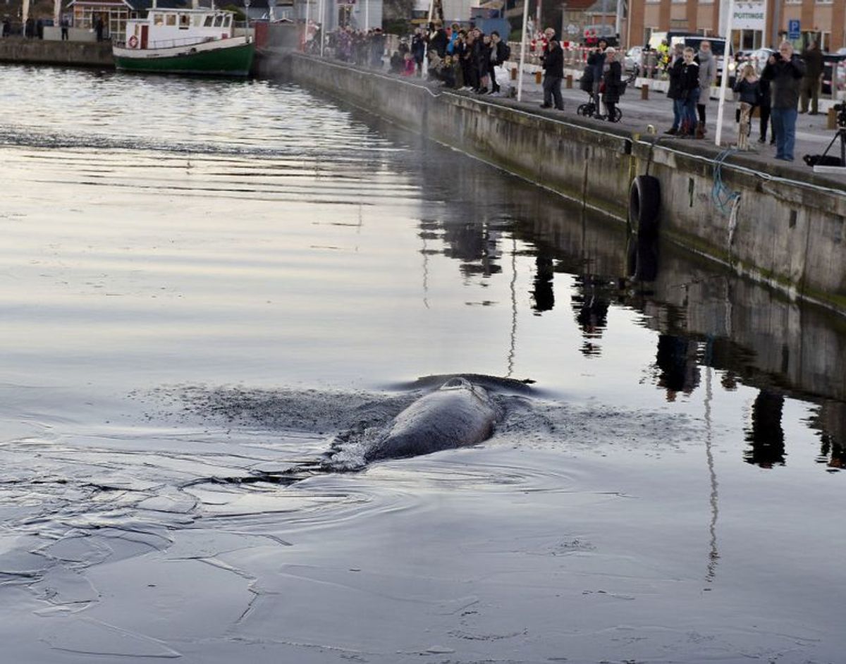 En hval svømmer rundt i den indre havn i Hobro, tirsdag 27.november 2018. (Foto: Henning Bagger/Ritzau Scanpix)