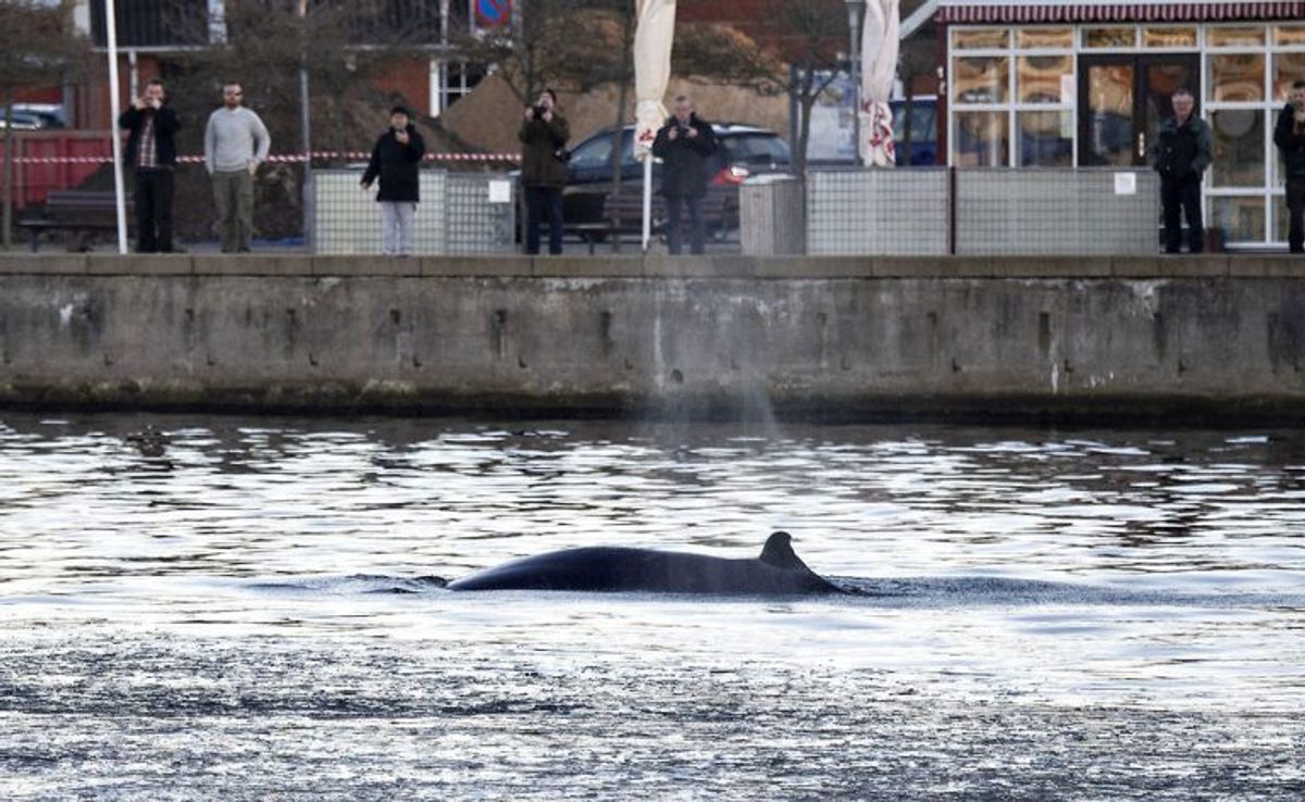 En hval svømmer rundt i den indre havn i Hobro, tirsdag 27.november 2018.. (Foto: Henning Bagger/Ritzau Scanpix)