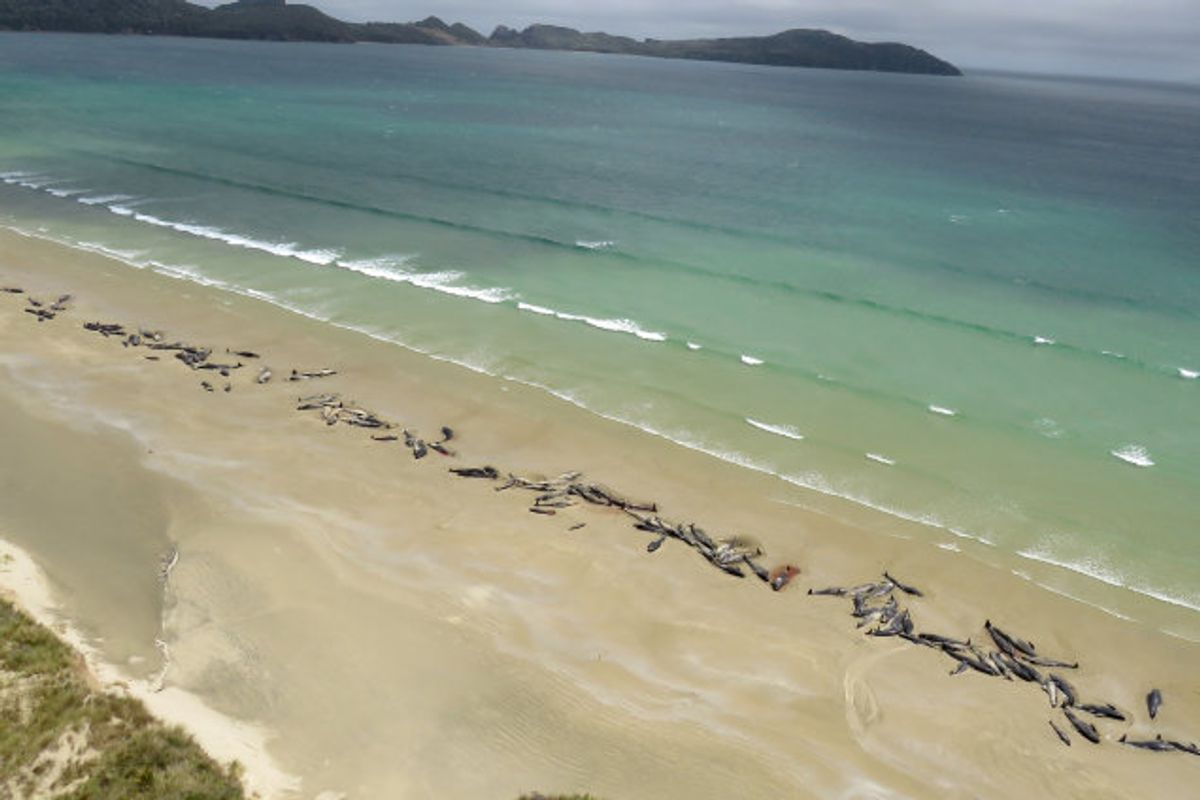 145 grindehvaler blev lørdag fundet strandet på Stewart Island i New Zealand. Det meldes nu alle døde. Foto: Handout/Reuters