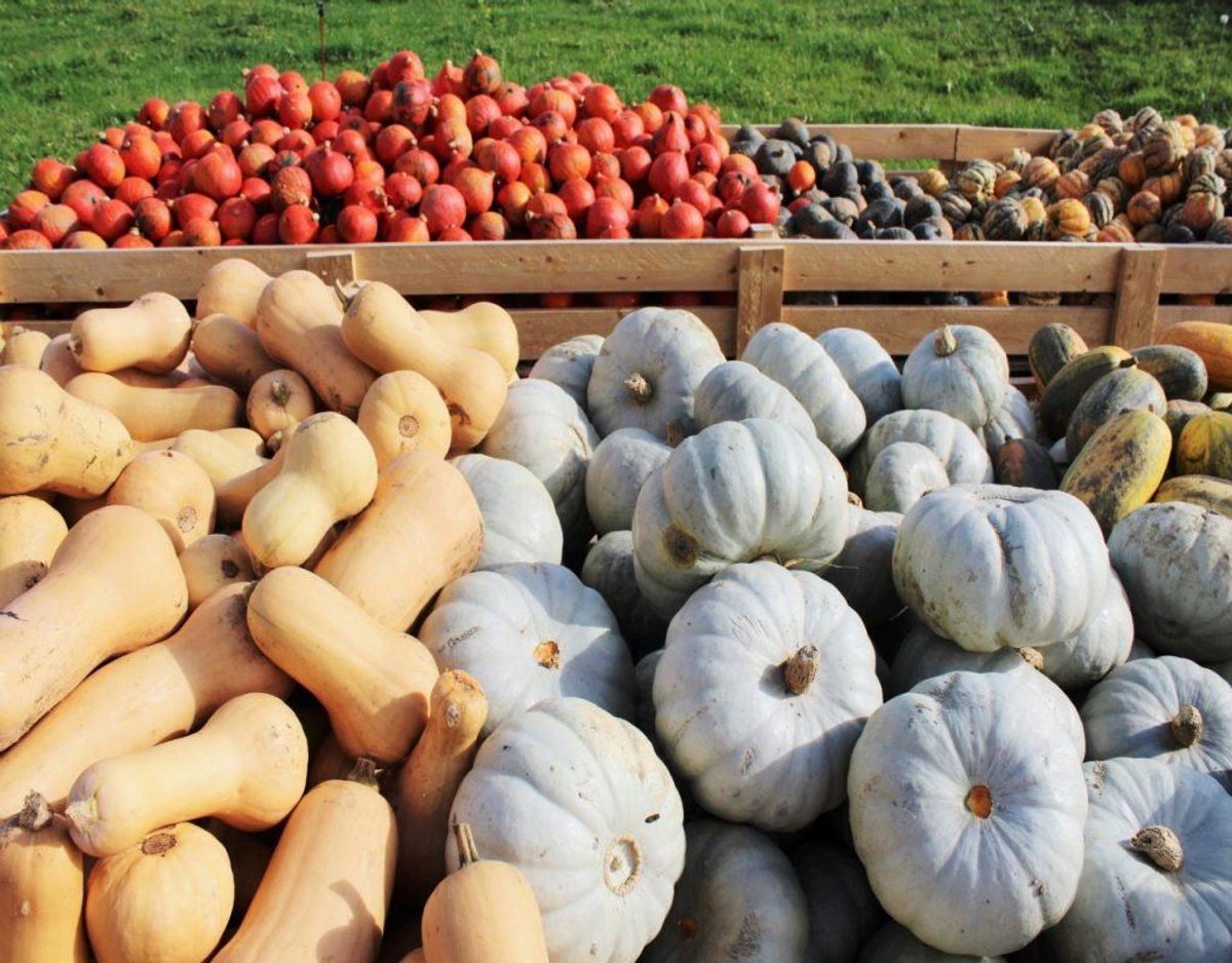 Butternut squash er også en af de populære spiser, der ikke er gode for de ‘hardcore’ veganere.