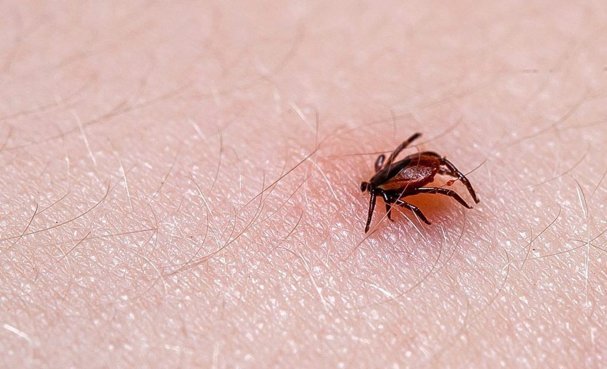En 41-årig kvinde fra Brande køber antibiotika på det sorte marked. For at behandle borrelia. Foto: Scanpix.