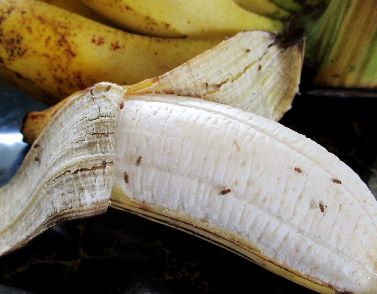 Hader bananfluer? Sådan slipper du af med dem • Newsbreak.dk