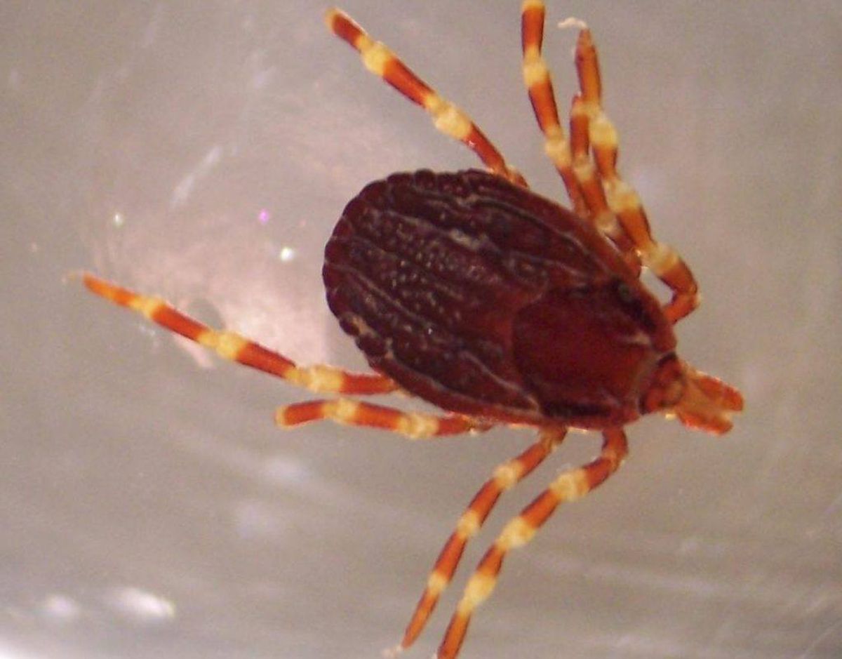 Det er sådan en fætter her, der nærmer sig landets grænser. På næste billede kan du se dens størrelse i sammenligning med en normal flåt. Foto: Adam Cuerden/Wikipedia