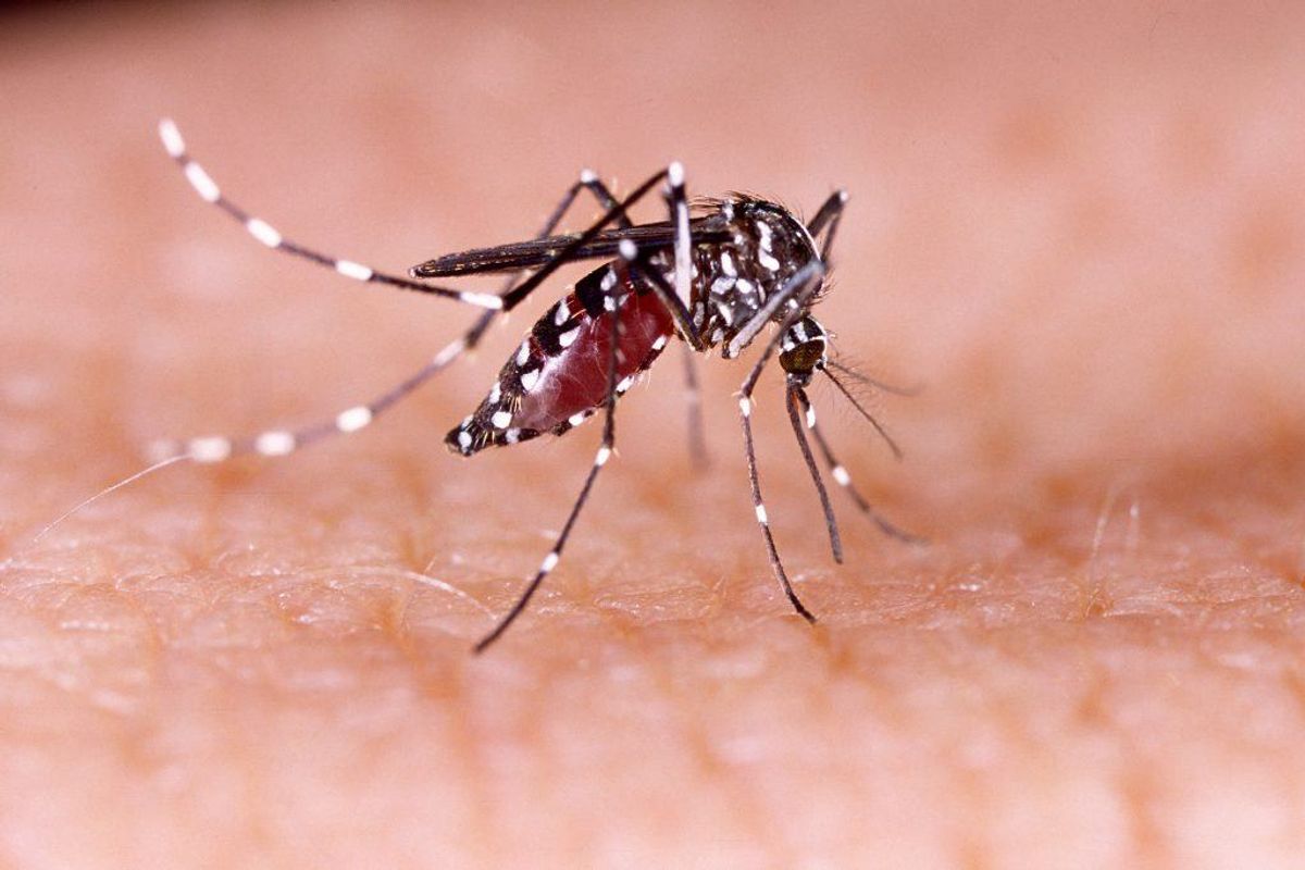 Den frygtede zika-virus var i 2016 i et stort udbrud, der dog blev bremset. Men sygdommen lurer stadig, og er specielt udbredt i Sydamerika. (Foto: Shutterstock)