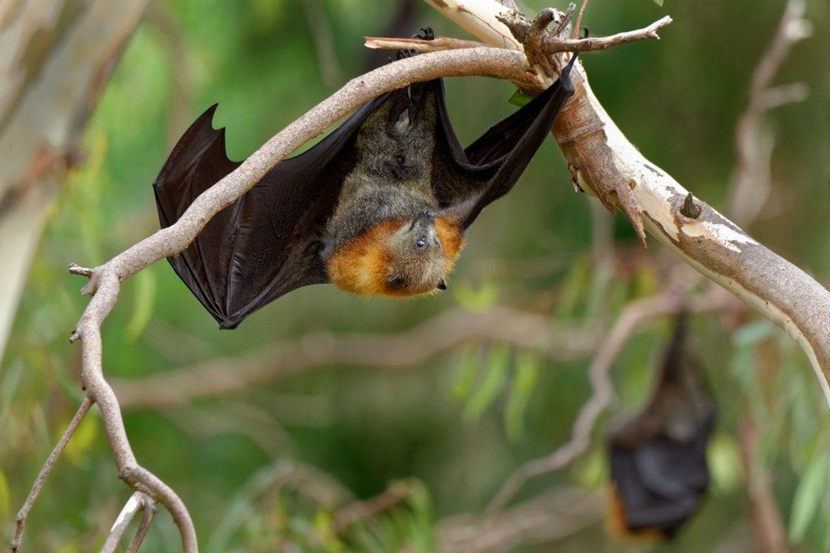Hendra virus og nipah virus er to sygdomme, der smitter via flagermus. Sygdommene blussede i maj 2018 op i Indien, for første gang i mere end ti år, hvor 17 døde. (Foto: Shutterstock)