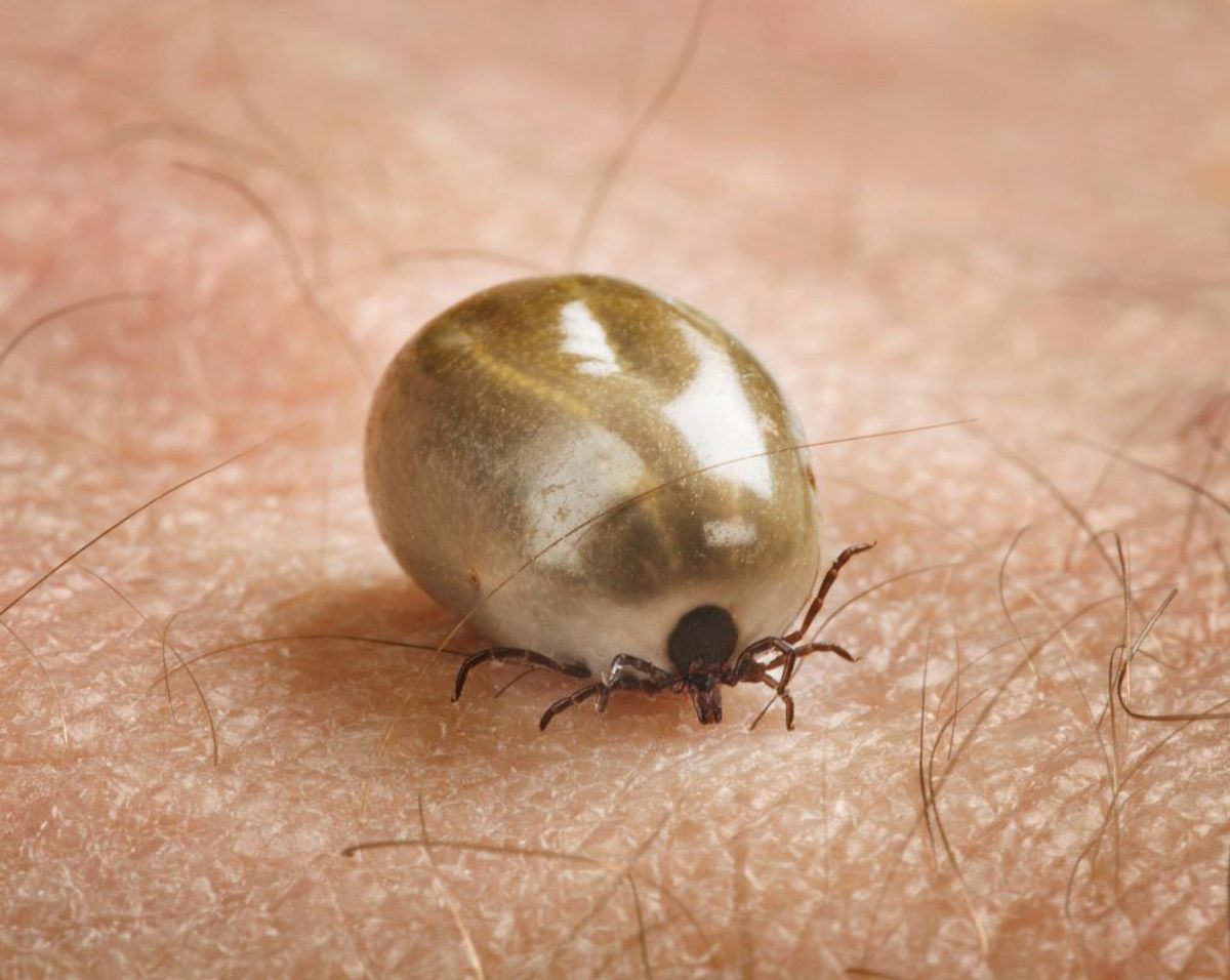Tularemia eller kaninfeber er en sygdom, der især kendes i USA hvor omkring 200 smittes årligt via især tæger og fluer. (Foto: Colourbox)