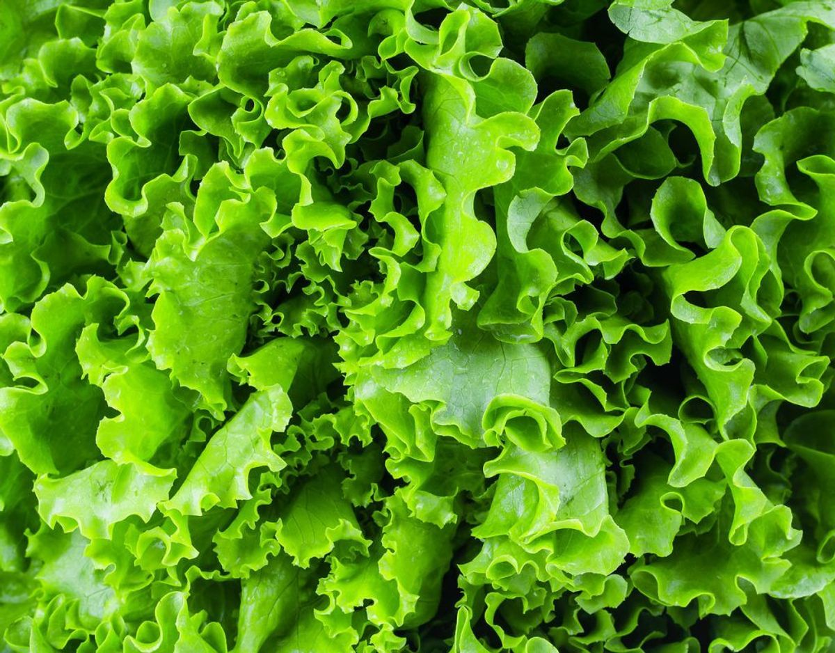 Almindelig salat kan indeholde alverdens ubehageligheder. Både Norovirus, salmonella, E. coli VTEC, campylobacter, cryptosporidium og yersinia enterocolitica