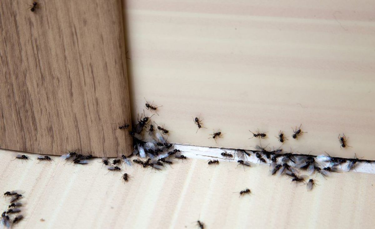 Det kan være voldsomt irriterende, hvis man har fået myrer i huset. KLIK VIDERE OG SE GODE TIPS TIL, HVORDAN DU KOMMER AF MED MYRERNE. Foto: Scanpix