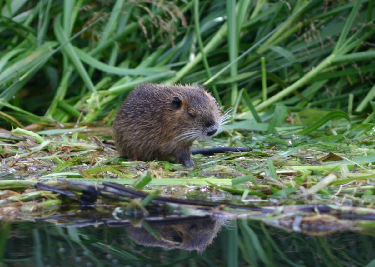 Sumpbæveren er ikke velkommen i Danmark mere. Foto: Mike Krüger üger/Wikimedia Commons