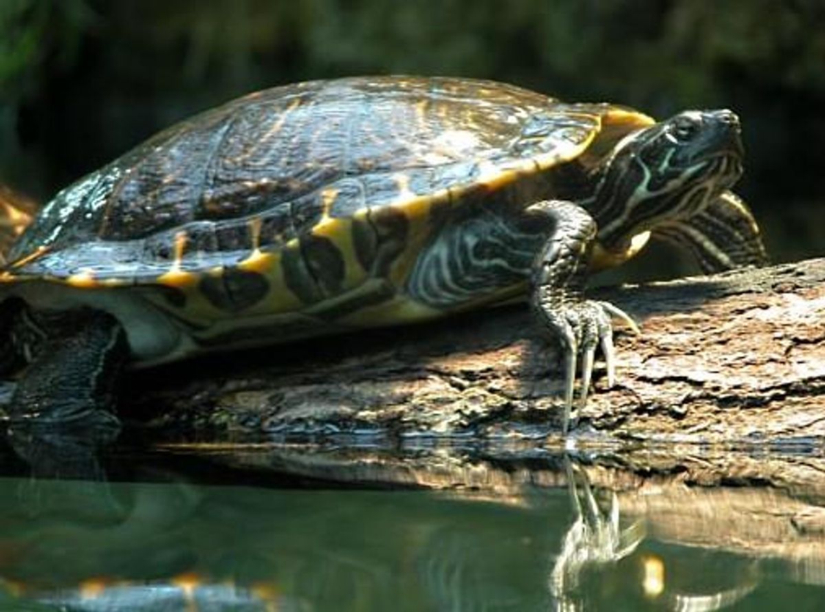 Heller ikke denne padde, ved navn rødøret og guløret terrapin må kalde sig dansker mere. Det er den ikke ene om. Se flere eksempler på invasive arter, der er blevet forvist fra Danmark og EU ved at klikke dig gennem galleriet. Foto: Wilfried Berns/Wikimedia Commons