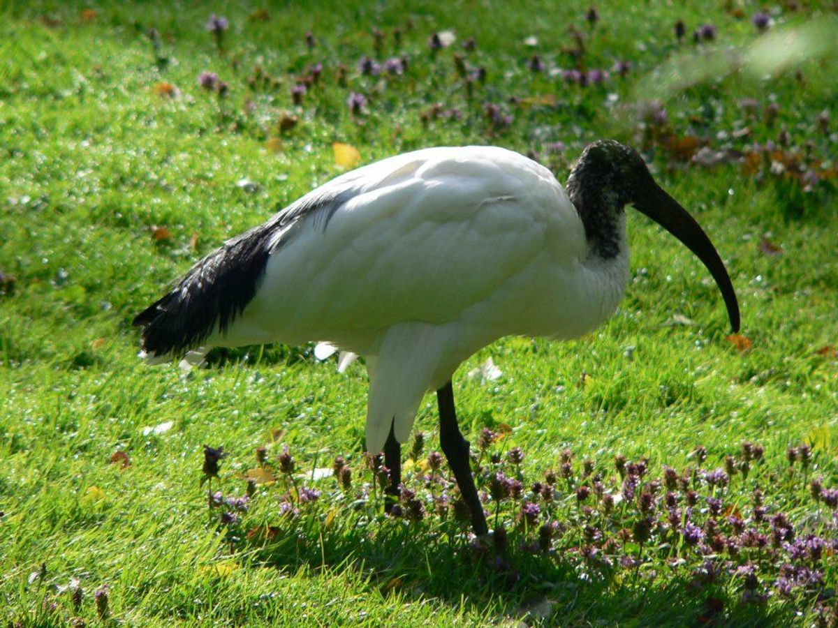 Den smukke fugl, Hellig Ibis må sprede sine flotte vinger i andre lande end vores og resten af EU efter forbuddet. Foto: Benutzer:Else2Wikimedia Commons