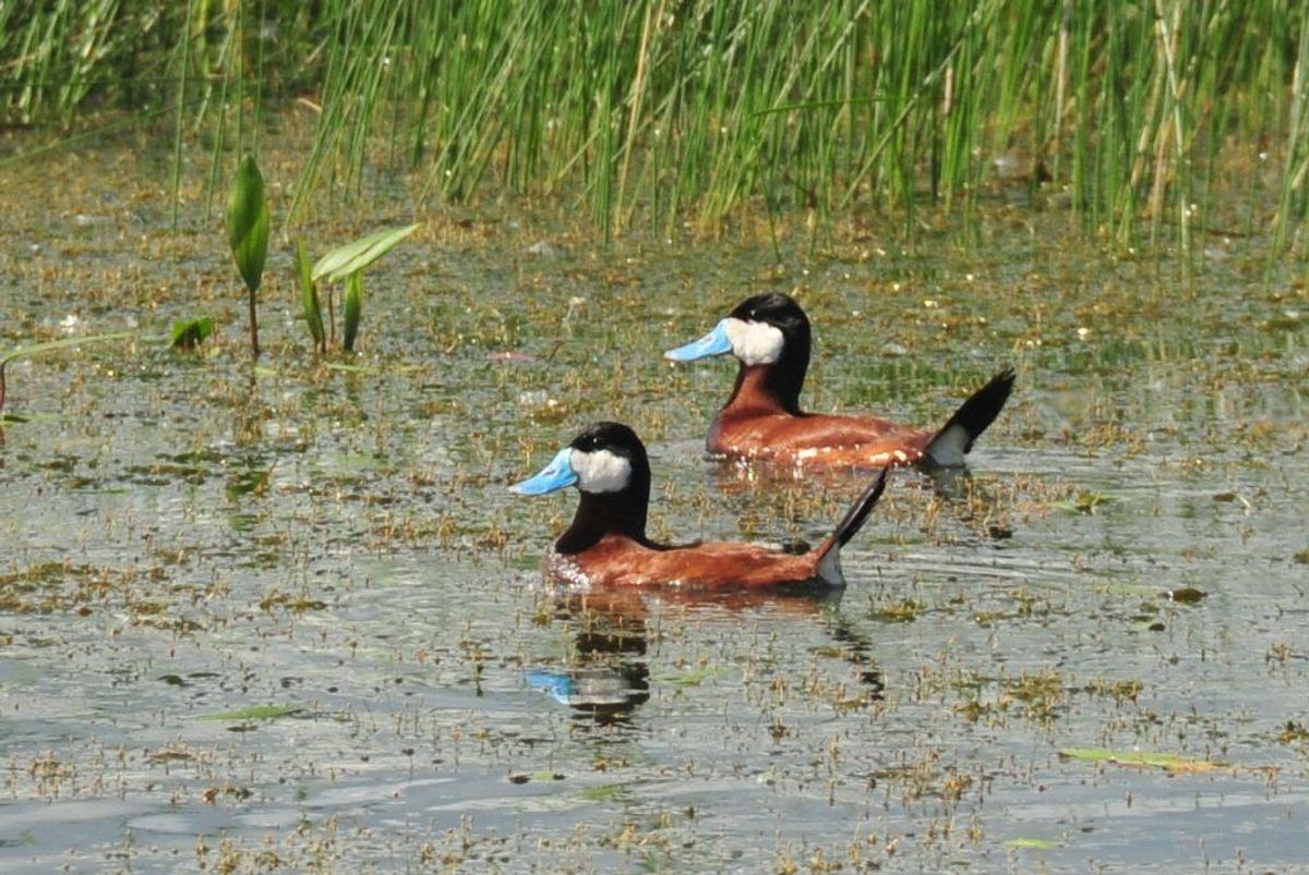 Den amerikanske skarvand må ikke rappe i danske damme. Foto: U.S. Fish and Wildlife Service Headquarters/Wikimedia Commons