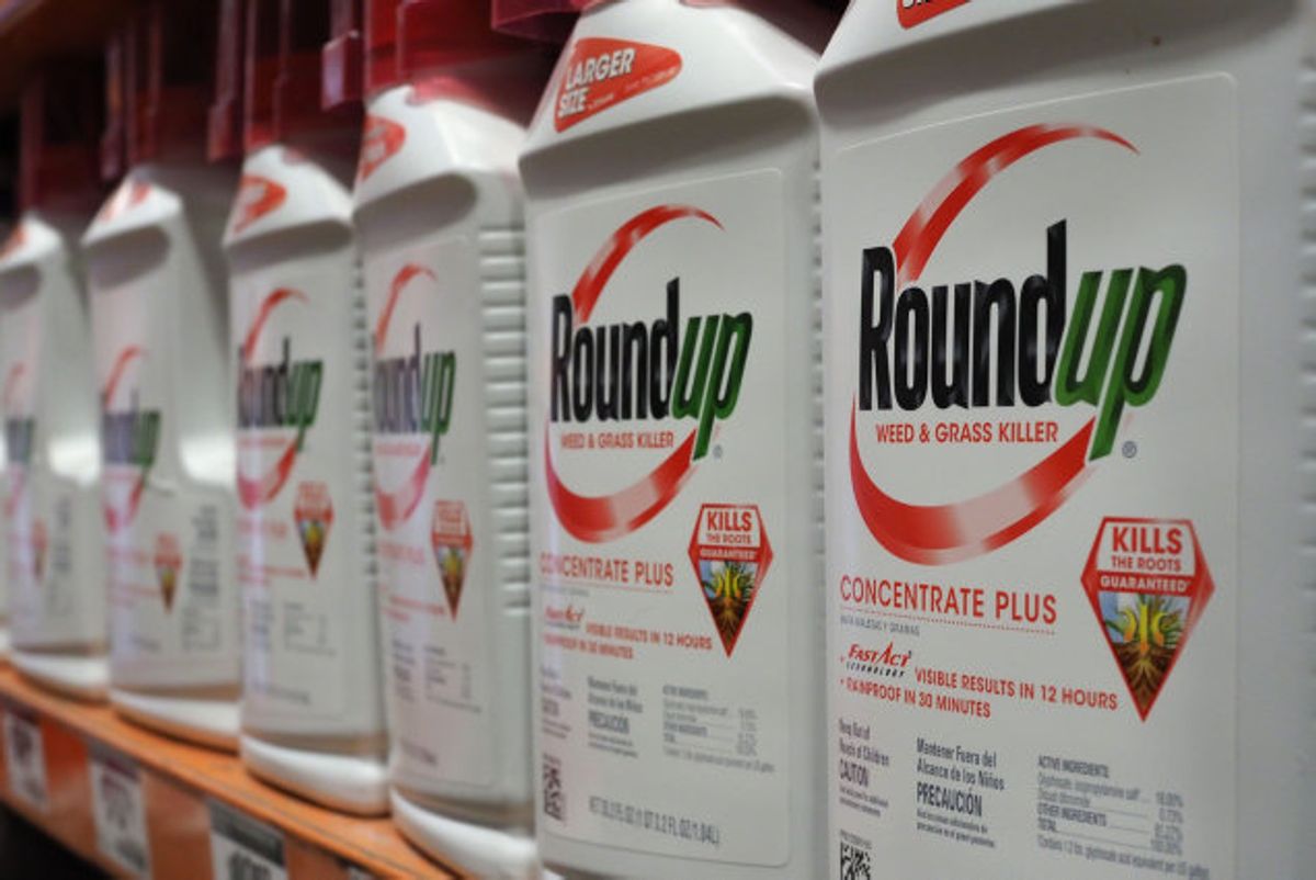 Landmænd skal se bort fra pesticidet glyfosat – også kendt som produktet Roundup – efter første spiring hos konsumafgrøder. Foto: Robyn Beck/AFP