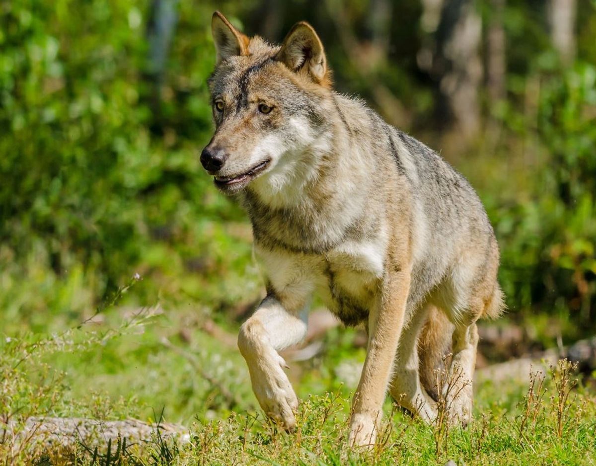 Mikkel Stelvig fortæller, at ulven kan være farlig for mennesker på lige fod med andre dyr. Hvilket vil sige, at vi danskere i udgangspunkt skal frygte ulven på samme måde som en hund. Foto: Scanpix. KLIK VIDERE OG SE HVOR BANGE DU BØR VÆRE FOR ANDRE DYR I DANMARK HVAD MED HUNDEN?