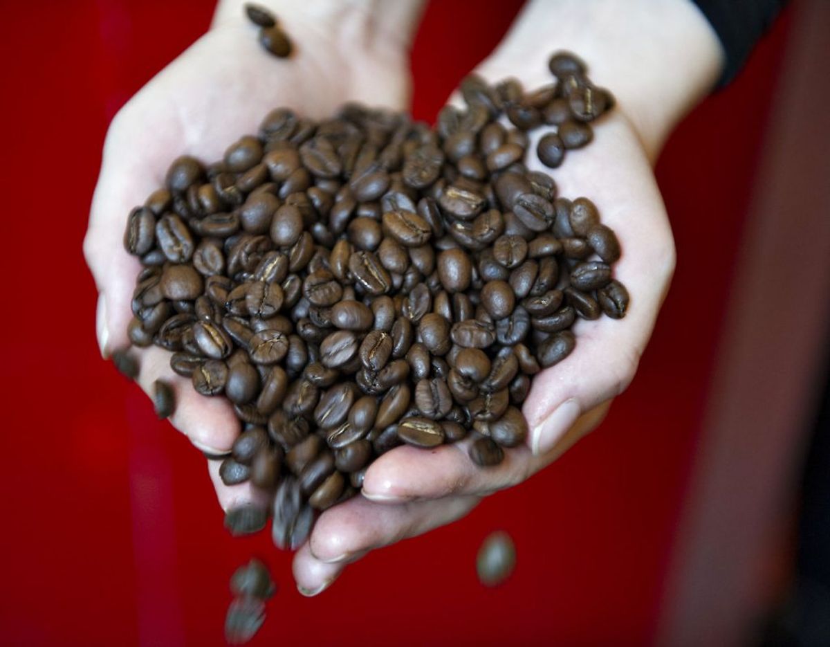 Danskerne elsker arabica-kaffe og op mod 75 procent af alle bønner solgt i Danmark er arabica. En ny britisk undersøgelse peger på, at der i nogle lande svindles med kaffen, så nu vil Fødevarestyrelsen her hjemme undersøge tilstanden. Tidligere er andre fødevareskandaler afsløret. Det kan du se her i galleriet. Foto: Scanpix