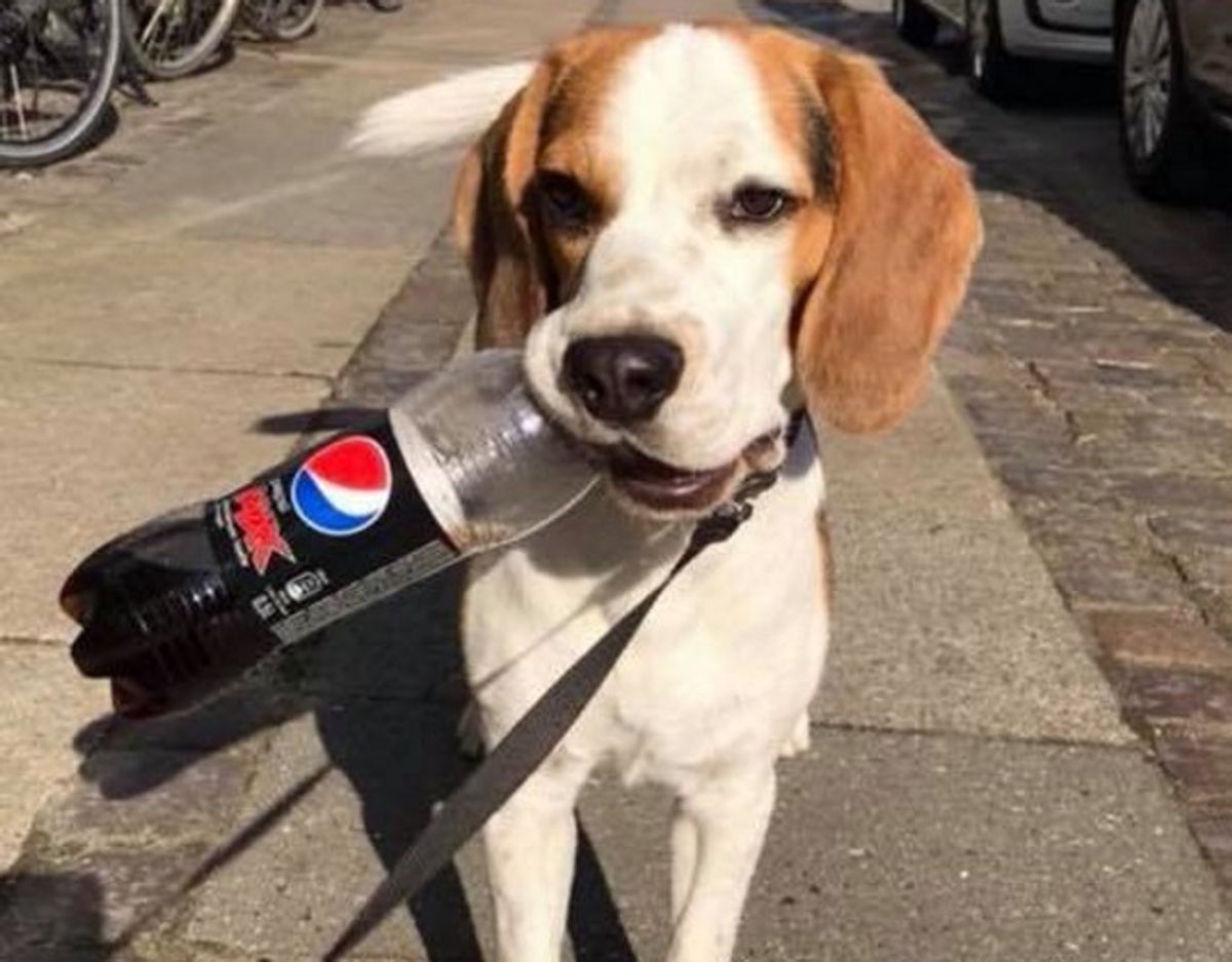 Flaskesamleren Teddy var et energibundt og en stædig rad. Foto: Privat.