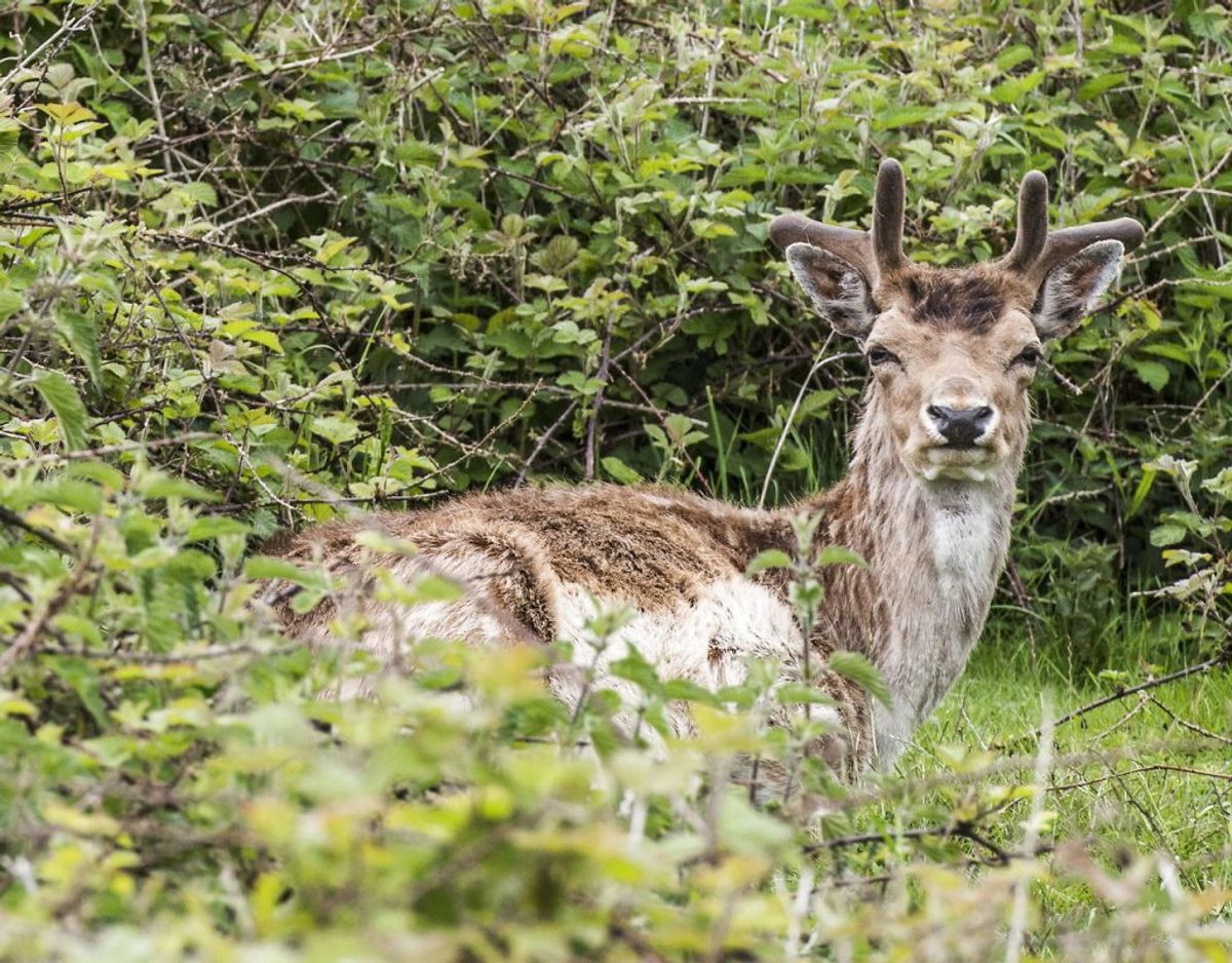 Et rådyr blev natten til torsdag 31. maj 2018 påkørt af en bilist på motorvejen ved Ringsted. Ingen personer kom noget til – men rådyret overlevede ikke. Arkivfoto: Scanpix