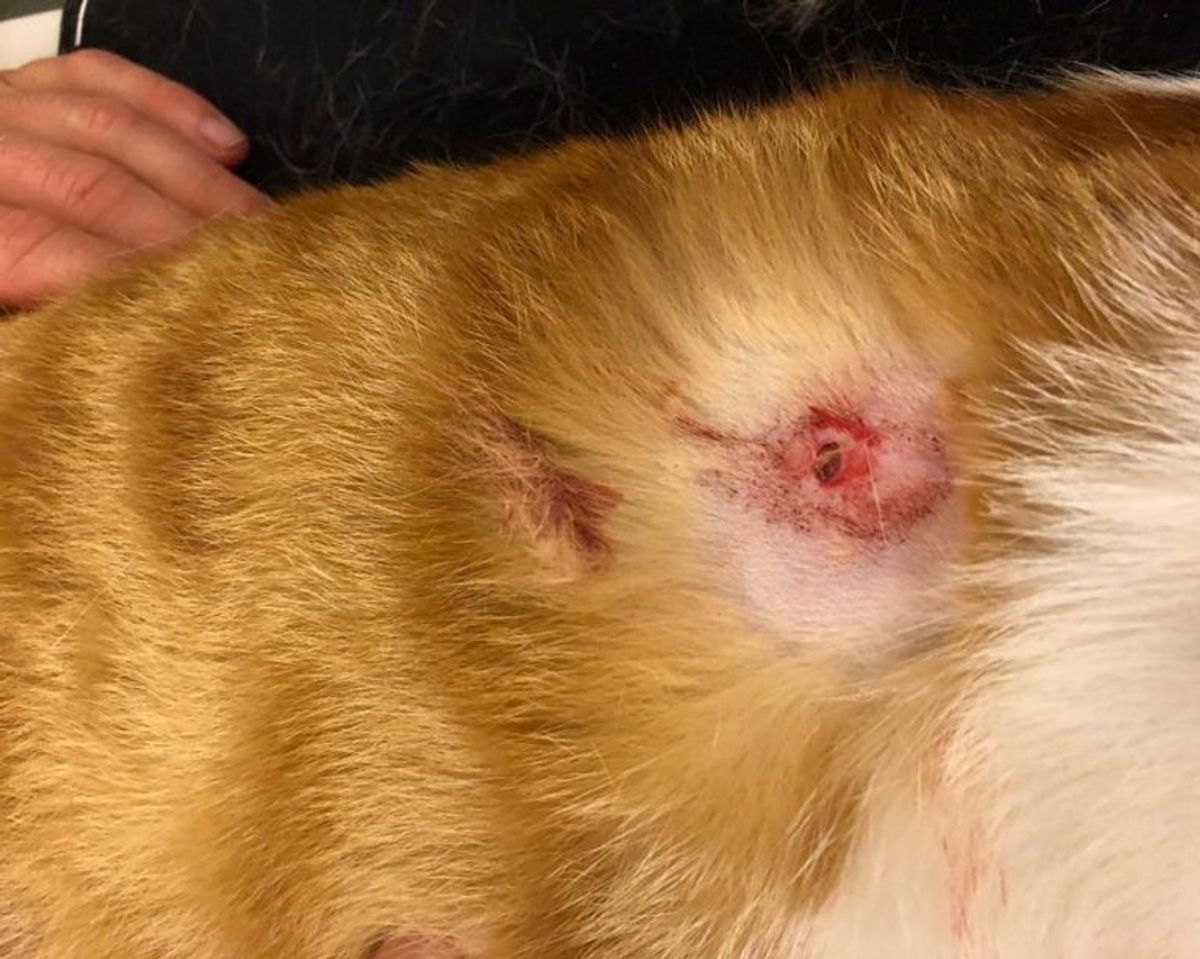 Dortes elskede kat ramt af hagl – her er hullet efter skuddet. Privatfoto: Dorte Schultz