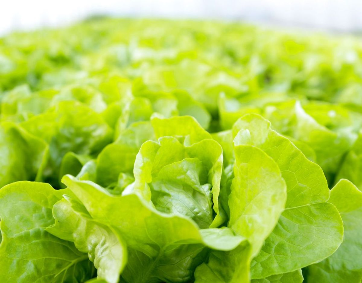 Salat i fryseren er heller ikke en god idé. Det bliver ganske enkelt dårligt. Vandholdige grøntsager skal heller ikke fryses. De bliver smattede. Foto: Scanpix
