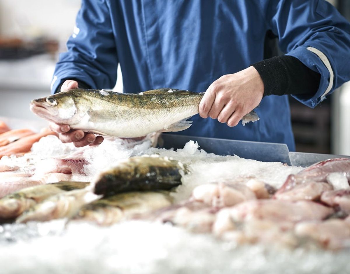 Fisk kan i udgangspunktet godt fryses. Fed fisk holder dog ikke ret længe i fryseren. Fisk er med på listen, fordi det ikke må genindfryses. Har det været tøet op, skal du spise det – eller smide det ud. Foto: Scanpix