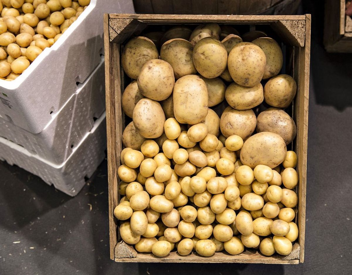 Stivelsen i kartofler bliver til sukker, hvis de kommer rå i køleskabet, og bliver de så stegt eller friteret kan det ende med, at det meget farlige stof akrylamid udvikles. Foto: Scanpix