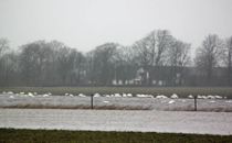 30 døde svaner fundet ved sø