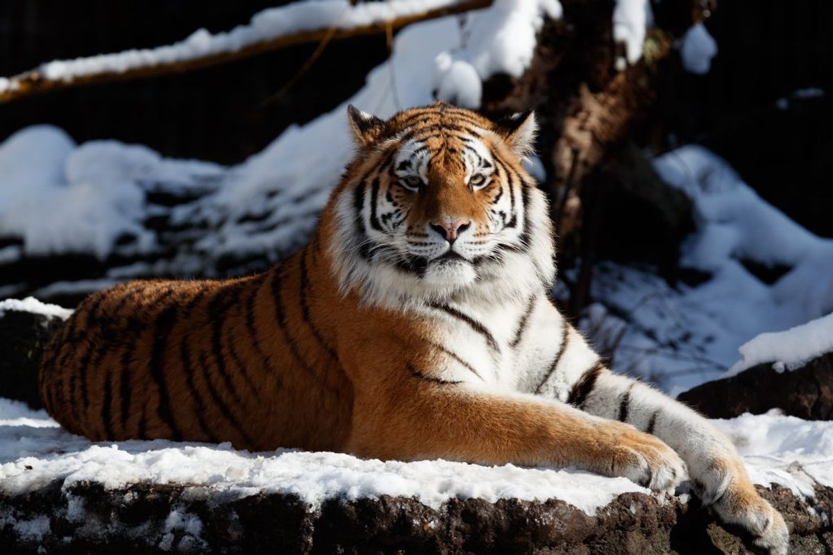 Tigrene i Zoo er amurtigre, og de bliver som regel mellem 100 og 300 kilo tunge, mellem 140 og 280 centimeter høje og lever typisk 15 til 20 år. Foto: Københavns Zoo