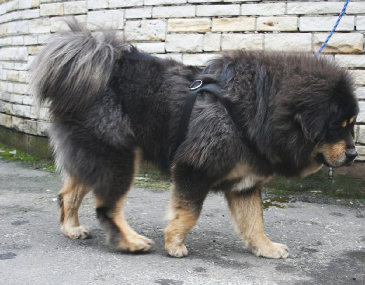Det er en hund som denne – en Tibetansk Mastiff – en betjent skød og sårede. Den leder politiet efter og adavere samtidig borgerne om at tage kontakt. Den har nemlig bidt før. KLIK for flere billeder. Foto: Wikimedia Commons/Pleple2000.