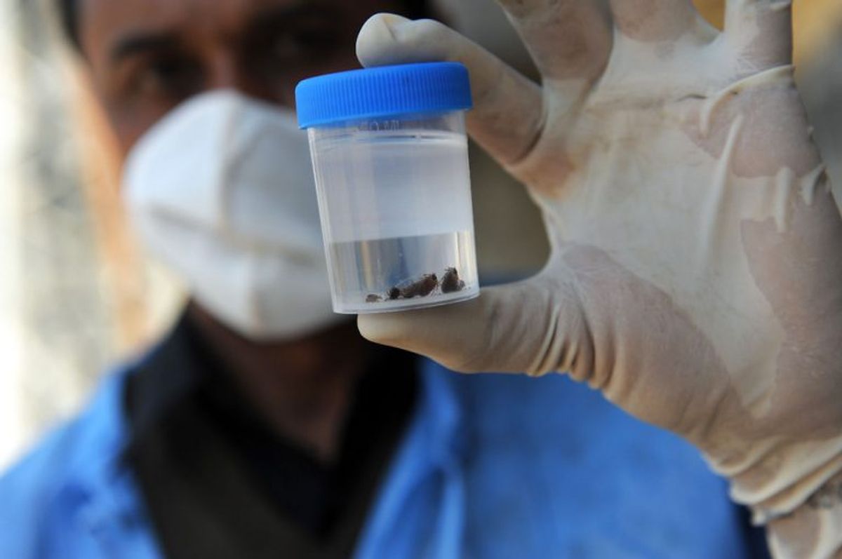 Crim-Congo Virus. Krim-Congo hæmorragisk febervirus (CCHF) overføres til mennesker via flåtbid fra blodmiden Hyalomma marginatum eller ved kontakt med blod eller kropsvæsker fra inficerede dyr eller mennesker. Starter relativt pludseligt med feber, kvalme, svær hovedpine, nakkesmerter, mavesmerter, opkastninger, diarré, ømhed i øjnene, lysskyhed, og muskelsmerter. Mellem tredje- og sjettedagen indtræder hæmoragiske symptomer i form af blodudtrækninger på kroppen, blå mærker, slimhindeblødninger fra næse, gummer, svælg, blære, uterus og vagina samt blodige opkastninger og/eller blodig afføring. Patienten er på dette tidspunkt ofte dehydreret med påvirket bevidsthed i form af delirium eller koma. Dødeligheden er på 30-40 procent. Foto: Sam PANTHAKY/Scanpix