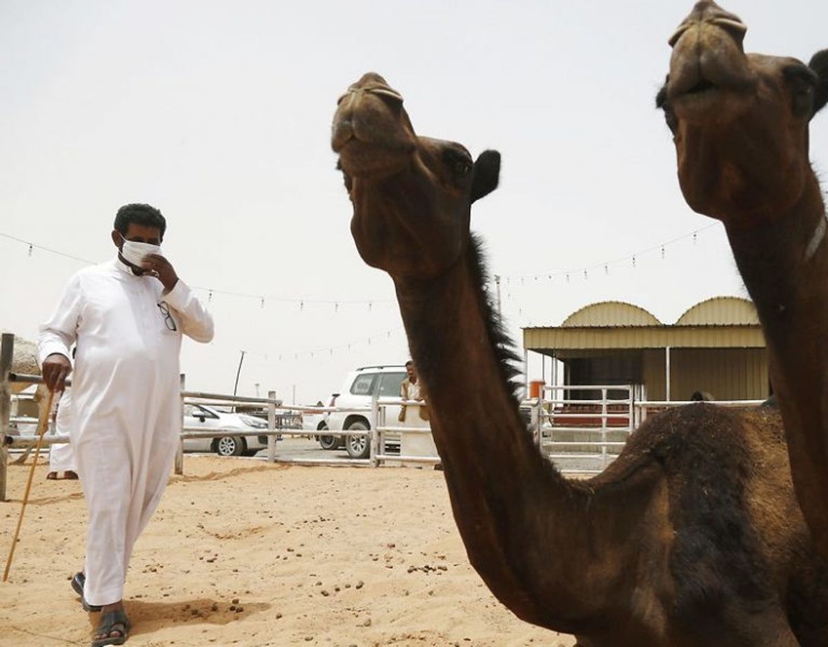 MERS: MERS coronavirus (MERS-CoV) infektion blev første gang observeret i Saudi Arabien i september måned 2012. Smittekilden til sygdommen er fortsat ukendt. Kameler (dromedarer) er formodede bærere af MERS-CoV og medvirker formodentlig i smittekæden. MERS-CoV smitter fra person-til-person, og størstedelen af smittede er smittet af andre personer, hovedsageligt på hospitaler, eller af tætte familiemedlemmer.
Dødeligheden blandt rapporterede tilfælde af MERS er ca. 35 %, og hovedparten af de alvorligste tilfælde er set hos patienter, som i forvejen har kronisk sygdom. Foto: Scanpix