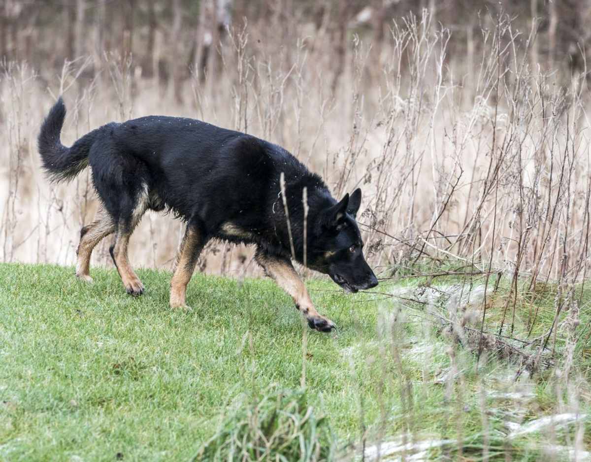Ingen af de mange hunde fandt afgørende spor efter den forsvundne kvinde. Foto: Martin Sylvest/Scanpix.