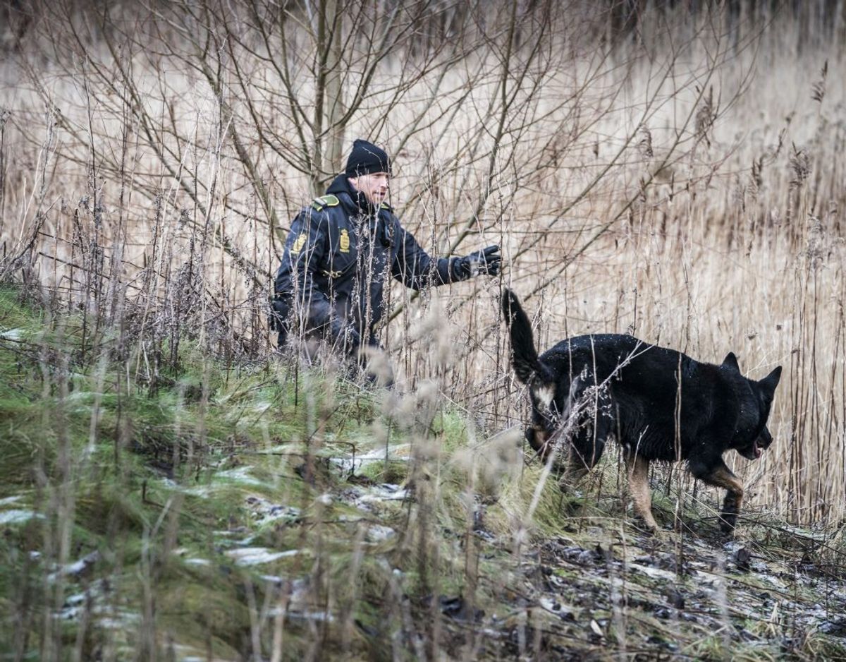 Op mod 30 hunde deltog i dagens eftersøgning. Foto: Martin Sylvest/Scanpix.
