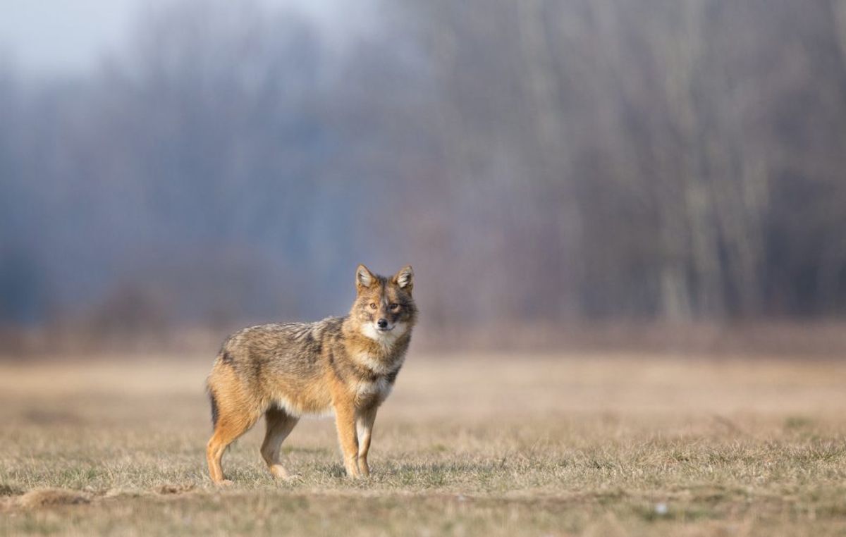 DTU Veterinærinstituttet har fundet en hidtil ukendt flåtart i Danmark på en død guldsjakal. Du kan se et billede af flåtarten på næste foto i galleriet. Foto: Scanpix